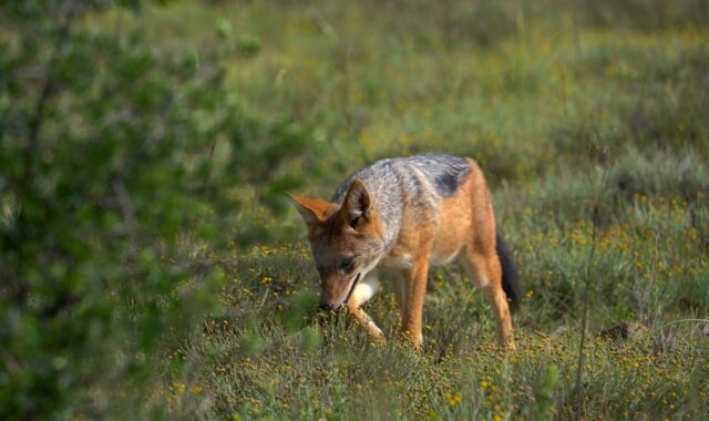 jackal, wilderness, nature, savanna, animal, yellow flower, green grass, wildlife, africa, black back, hunter, natural habitat, savanna landscape, safari, ecosystem, camouflage, four-legged, environment, savanna grass, natural landscape