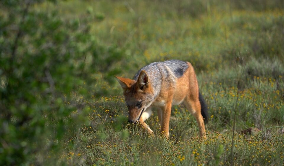 jackal, wilderness, nature, savanna, animal, yellow flower, green grass, wildlife, africa, black back, hunter, natural habitat, savanna landscape, safari, ecosystem, camouflage, four-legged, environment, savanna grass, natural landscape