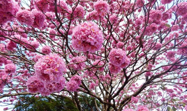 ipê, ipê-rosa, ipê-purple, flower wallpaper, winter, nature, flower background, flowers, pink flowers, flowering ipe, beautiful flowers, pink ipe, brazil, tree