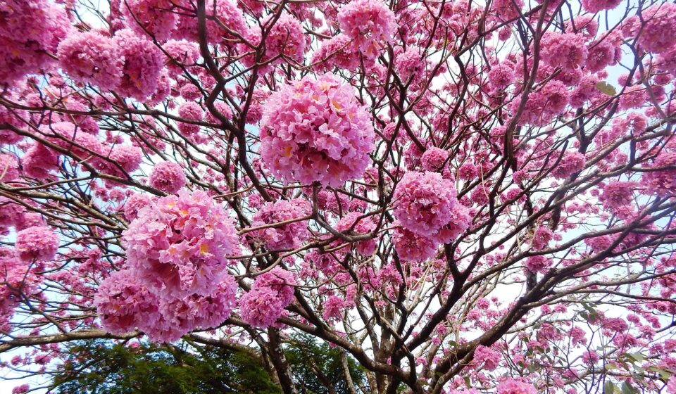 ipê, ipê-rosa, ipê-purple, flower wallpaper, winter, nature, flower background, flowers, pink flowers, flowering ipe, beautiful flowers, pink ipe, brazil, tree