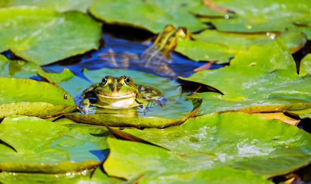 frog, water frog, pond frog, amphibian, animal, green frog, lily pad, pond, aquatic life, aquatic animal, green, cute, pond dwellers, water, nature, frog, frog, frog, frog, frog