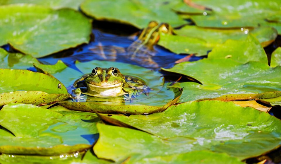 frog, water frog, pond frog, amphibian, animal, green frog, lily pad, pond, aquatic life, aquatic animal, green, cute, pond dwellers, water, nature, frog, frog, frog, frog, frog