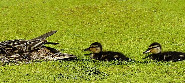 duck, mama, chick, cute, beak, plumage, water bird, small, funny, swim, wildlife, mallard, fun, pond, duck, duck, duck, duck, duck, funny