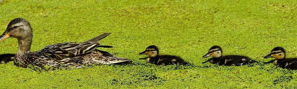 duck, mama, chick, cute, beak, plumage, water bird, small, funny, swim, wildlife, mallard, fun, pond, duck, duck, duck, duck, duck, funny
