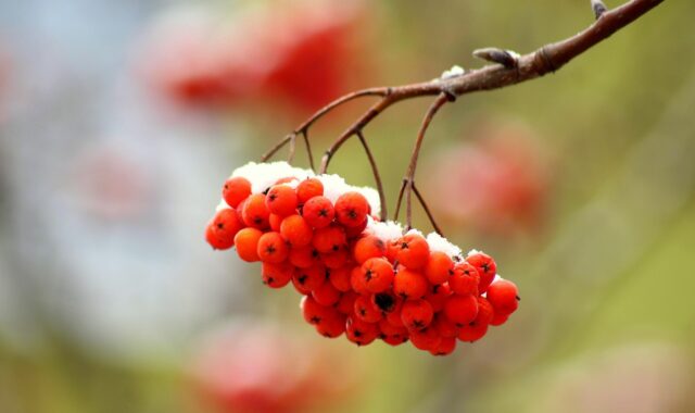 mountain ash, branch, tree, berries, red, plant, season, nature, winter, january, january, january, january, january, january