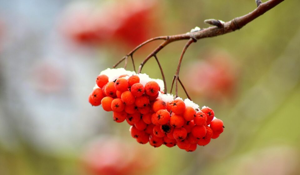 mountain ash, branch, tree, berries, red, plant, season, nature, winter, january, january, january, january, january, january