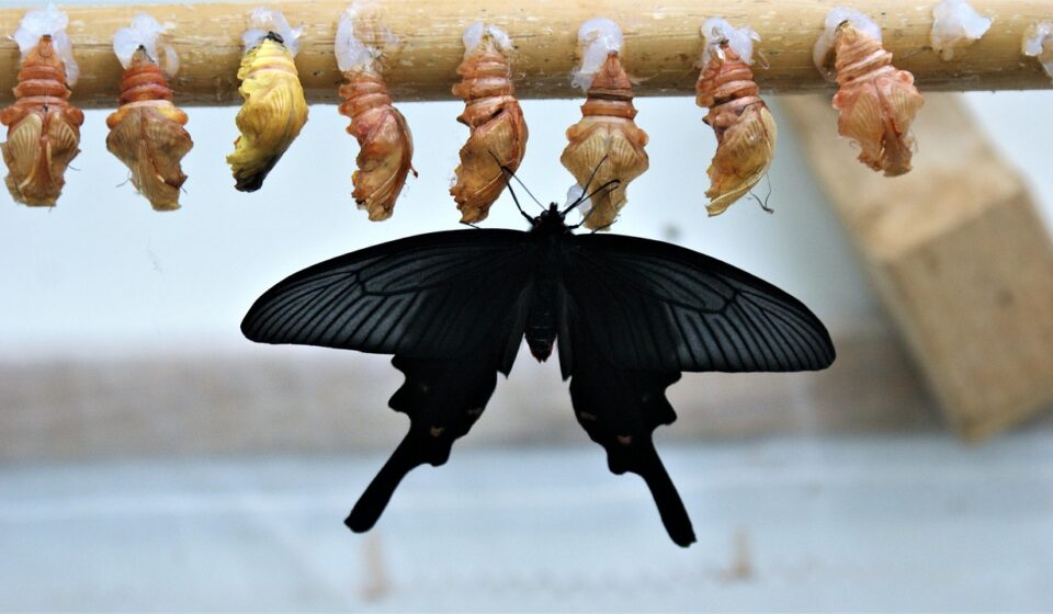 butterfly, to emerge, butterflies, latest, stage, transformation, tropical, exotic, bug, transformation, transformation, transformation, transformation, transformation