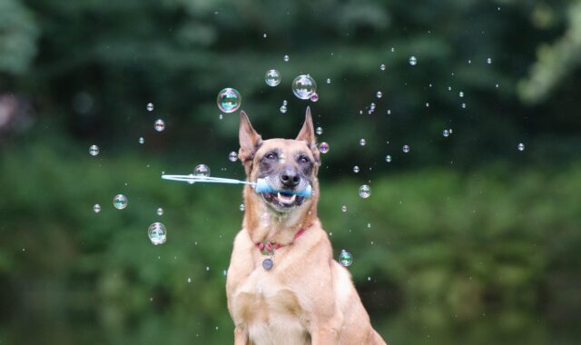 soap bubbles, dog trick, dog shows a trick, malinois, dog trick, dog trick, dog trick, dog trick, dog trick
