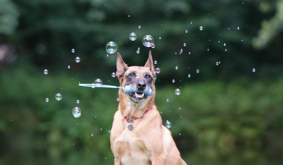 soap bubbles, dog trick, dog shows a trick, malinois, dog trick, dog trick, dog trick, dog trick, dog trick