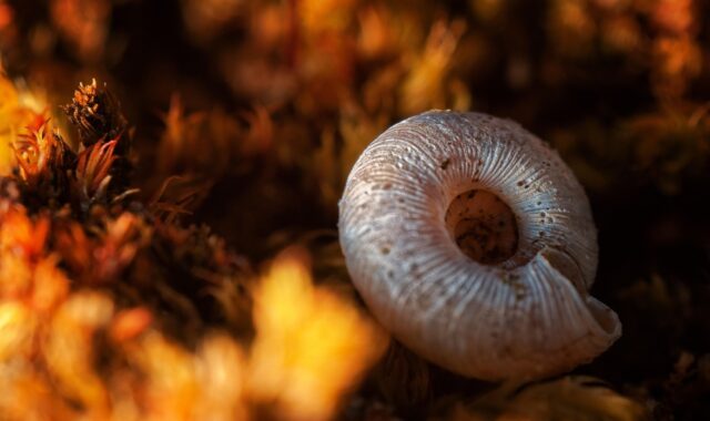 snail shell, moss, micro, inverted lens, macro, micro, micro, micro, micro, micro