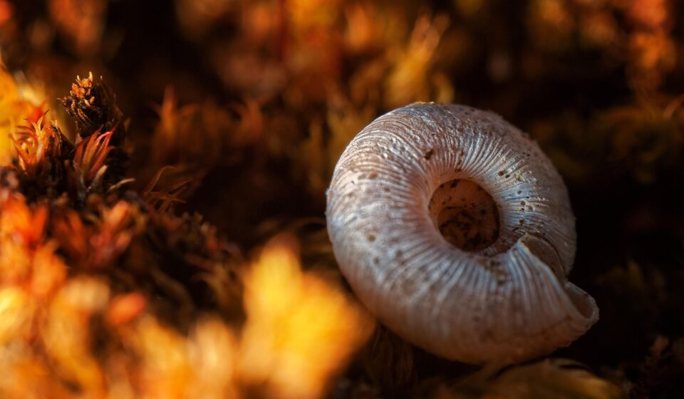 snail shell, moss, micro, inverted lens, macro, micro, micro, micro, micro, micro