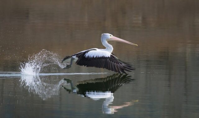 australian pelican, pelican, bird, waterbird, wildlife, wild, nature, lake, water, river, bill, flight, flying, wings, australia, take off, take-off, reflection
