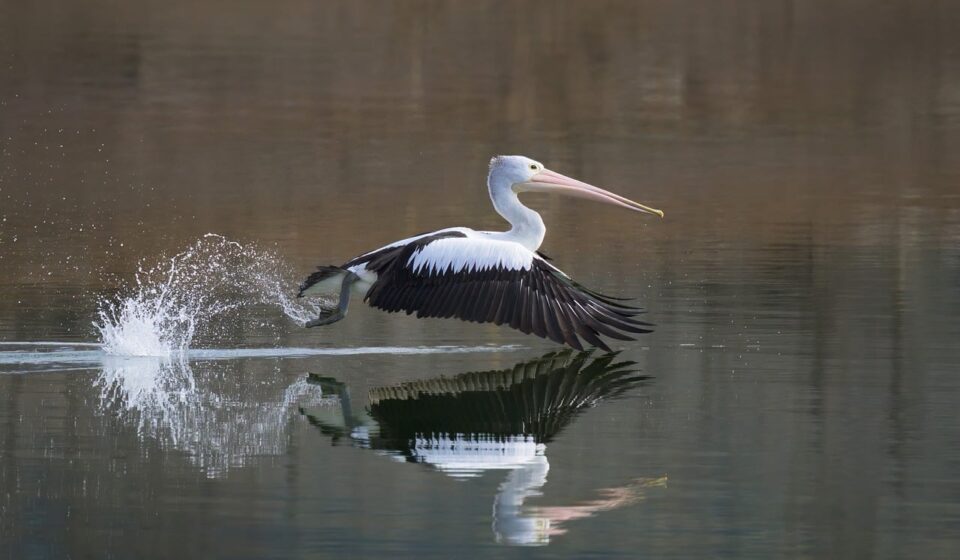 australian pelican, pelican, bird, waterbird, wildlife, wild, nature, lake, water, river, bill, flight, flying, wings, australia, take off, take-off, reflection