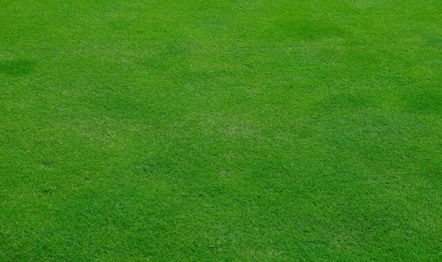 lawn, meadow, grass, green, spring, stalks, cut the lawn, mow, nature, lawn mower, english lawn, texture