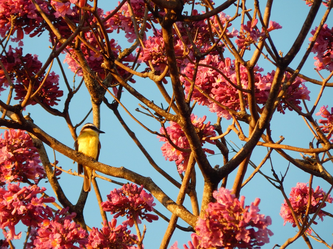 ipê, ipê-rosa, ipê-purple, winter, nature, flowers, pink flowers, flowering ipe, pink ipe, flower background, brazil, tree, i saw you, flower wallpaper, bird, birdie, beautiful flowers, yellow bird, animal