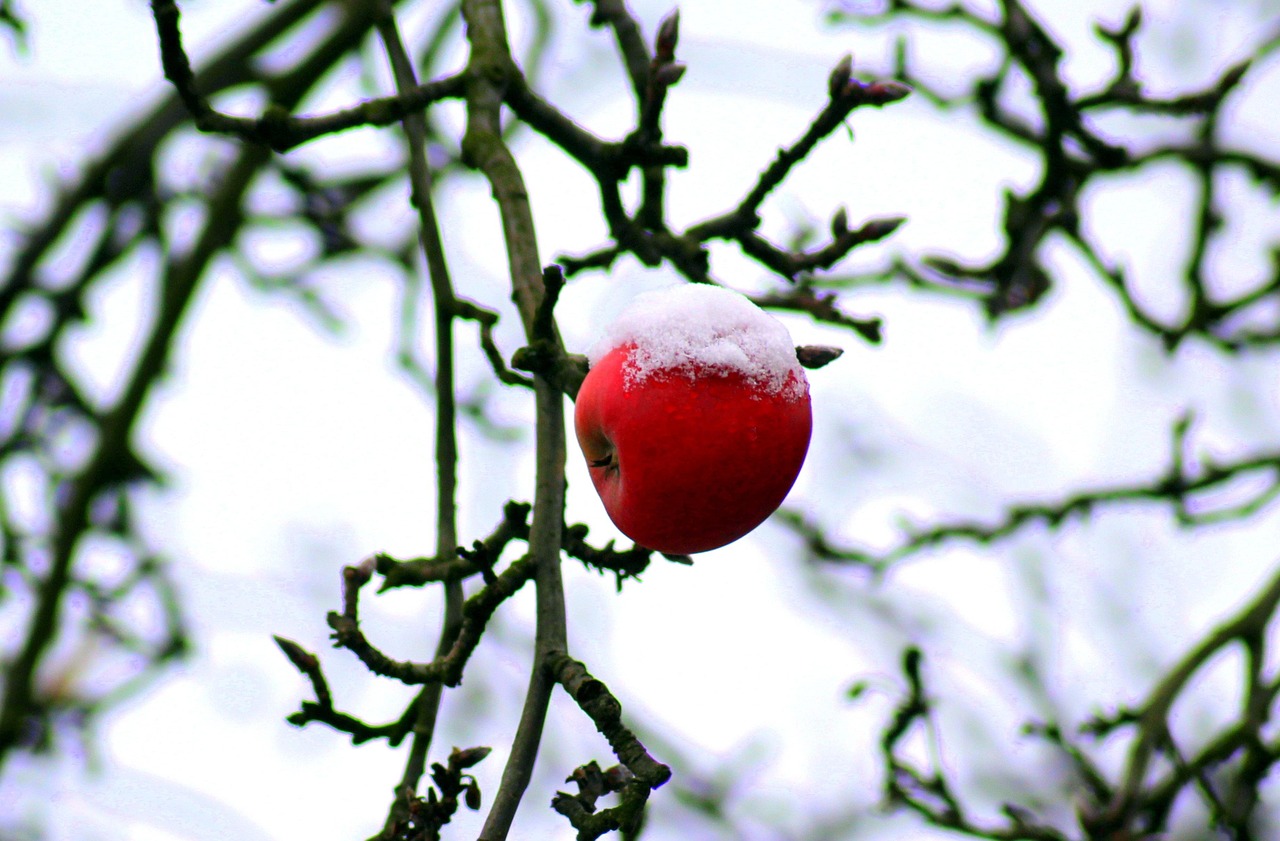 tree, january, winter, apple, snow, nature, cold, branch, sad