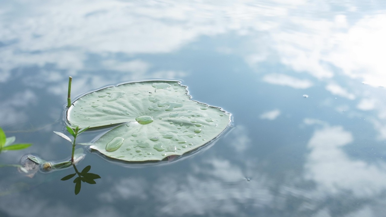 lotus leaf, pond, nature, inverted image, yunnan, travel, blue leaf, blue leaves, lotus leaf, lotus leaf, lotus leaf, lotus leaf, lotus leaf