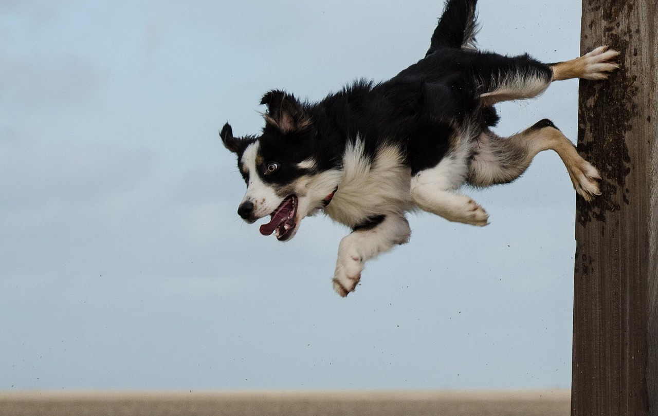 border collie, dog trick, nature, dog shows trick, beach, jump on the stake