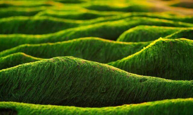 taiwan, taipei, new taipei city, nature, seaside, old plum, sea, old meishicao, green algae, plant