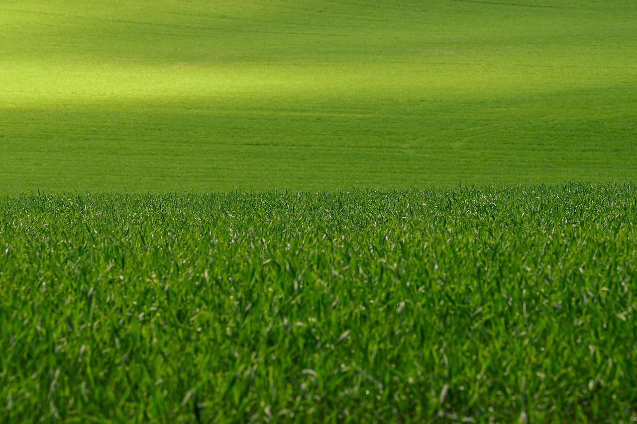 meadow, grass, wallpaper hd, lawn, free wallpaper, biotope, full hd wallpaper, 4k wallpaper, laptop wallpaper, landscape, field, mac wallpaper, cool backgrounds, beautiful wallpaper, desktop backgrounds, nature, 4k wallpaper 1920x1080, wallpaper 4k, windows wallpaper, hd wallpaper, flora, spring, free background, background