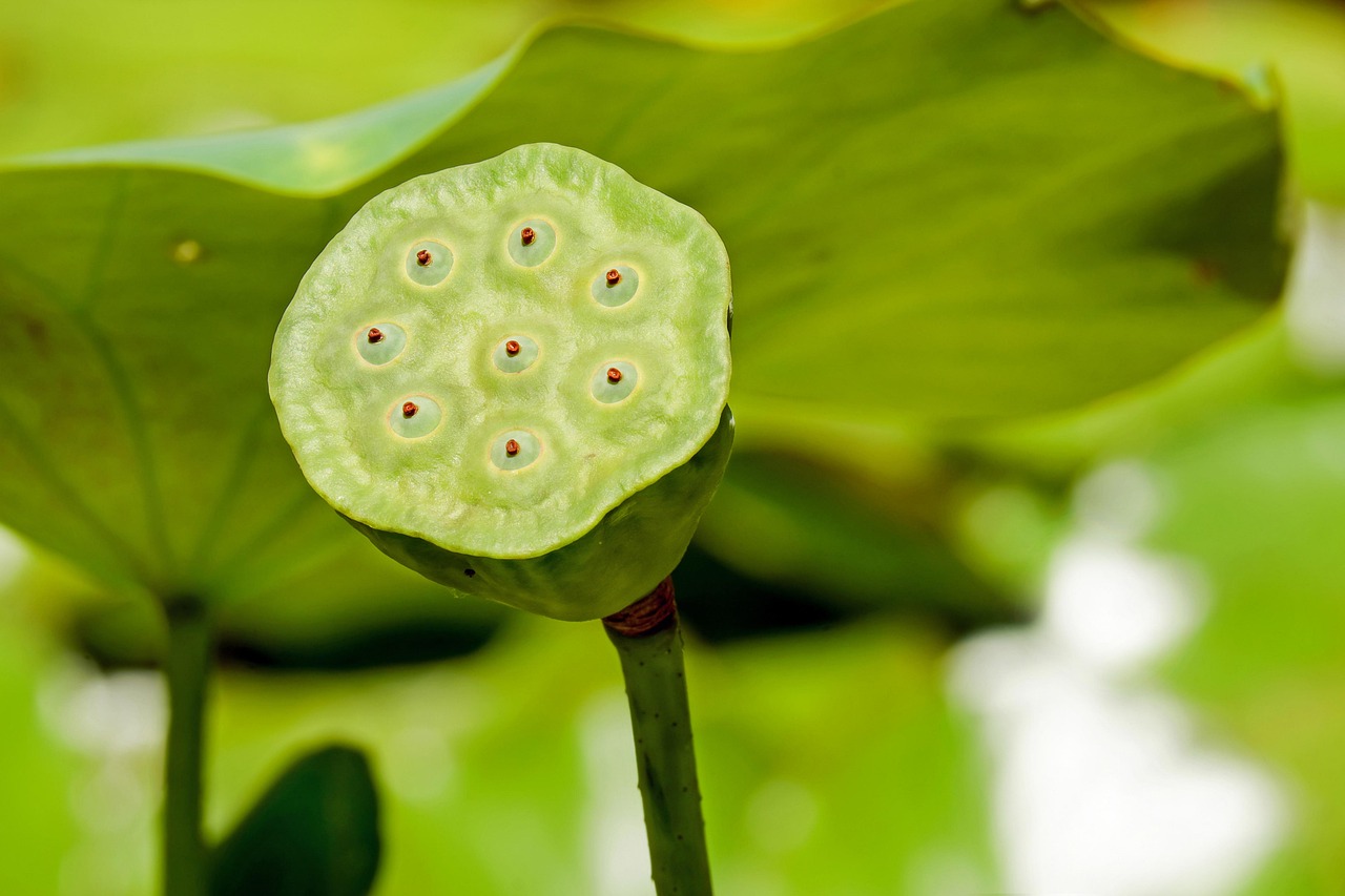 lotus flower, lotus, flower, blossom, bloom, faded, flower wallpaper, plant, aquatic plant, pond plant, flower background, pond, summer, beautiful flowers, nature, close up