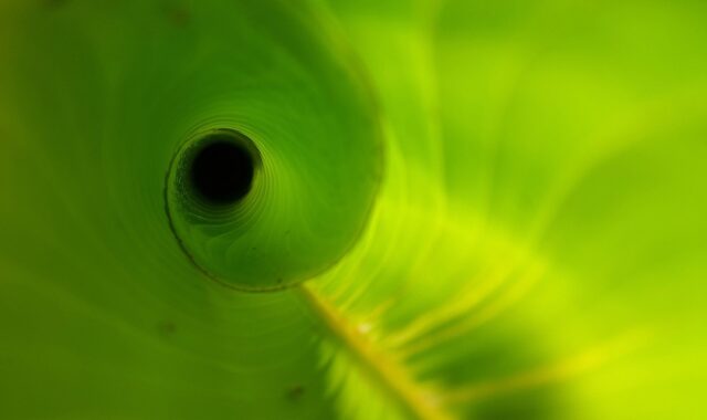 heliconia leaf, unfurling, new, green plant, spiral, tropical, costa rica, green news, green new, unfurling, unfurling, unfurling, costa rica, costa rica, costa rica, costa rica, costa rica