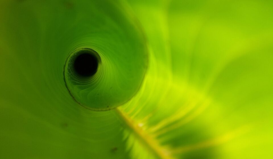heliconia leaf, unfurling, new, green plant, spiral, tropical, costa rica, green news, green new, unfurling, unfurling, unfurling, costa rica, costa rica, costa rica, costa rica, costa rica