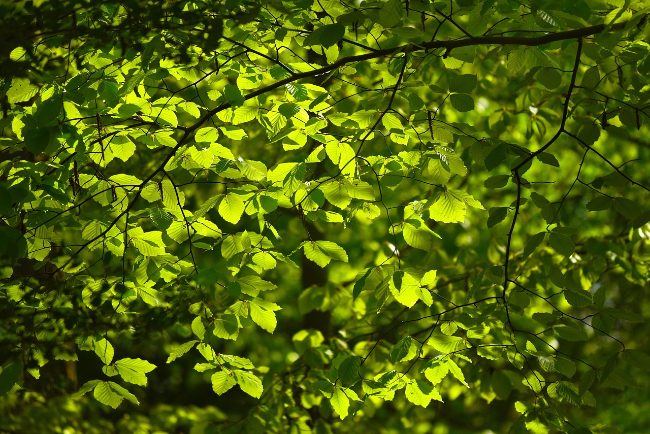 leaves, nature, foliage, tree, spring leaves, new leaves, green, branch, forest, green forest, green news, green leaves, green new
