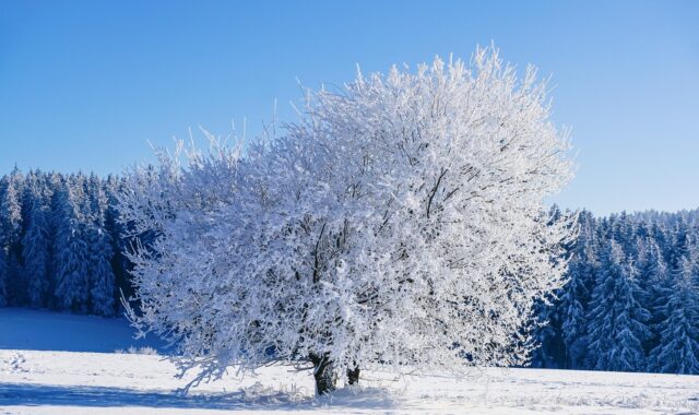 winter, tree, frost, snow, cold, winter landscape, nature, landscape, winter magic, winter, winter, winter, winter, winter, snow, snow, snow, snow, winter landscape, nature, nature, landscape