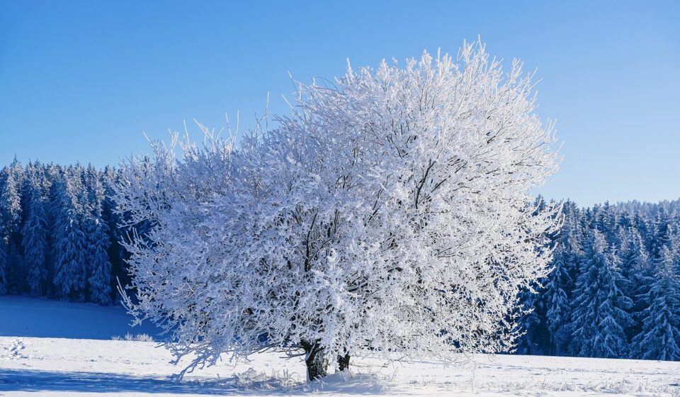 winter, tree, frost, snow, cold, winter landscape, nature, landscape, winter magic, winter, winter, winter, winter, winter, snow, snow, snow, snow, winter landscape, nature, nature, landscape