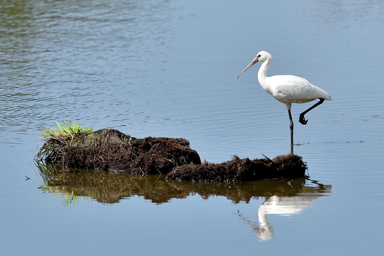 bird, pond, water, small island, vegetation, nature, reflections