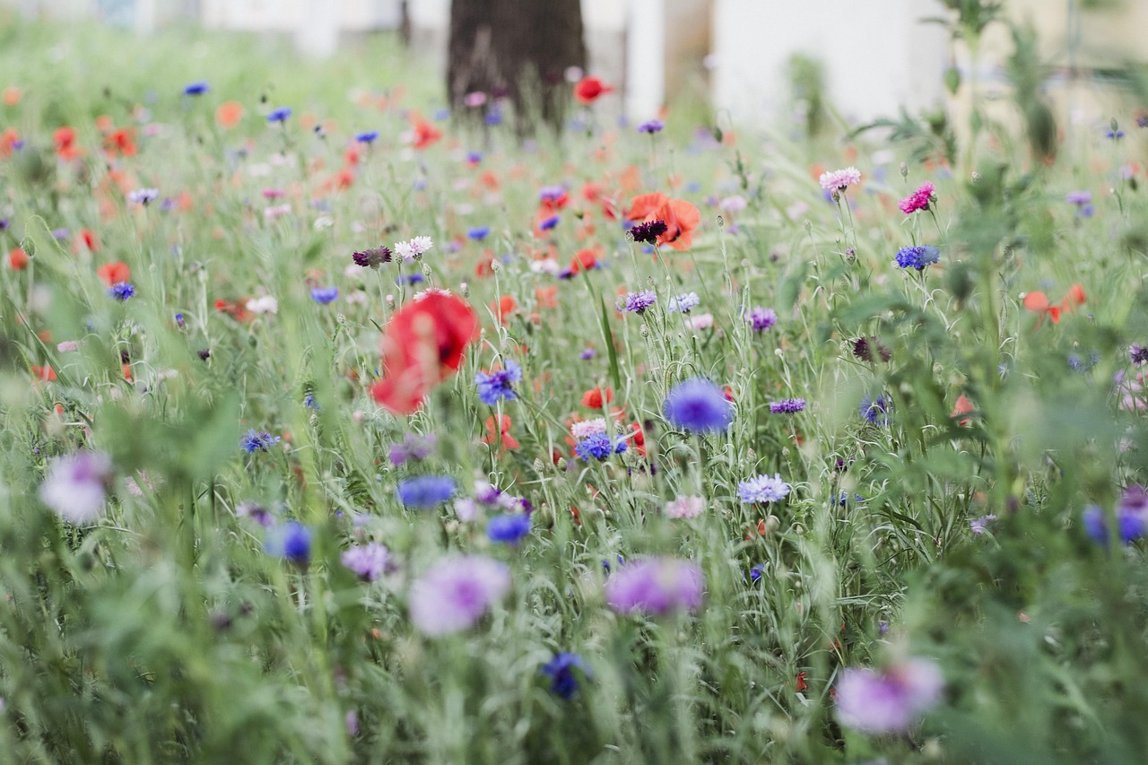 luka, may, flowers, nature, meadow, green, flower, grass, close-up, mood, beautiful flowers, garden, view, flower wallpaper, red, flower background, wild poppies