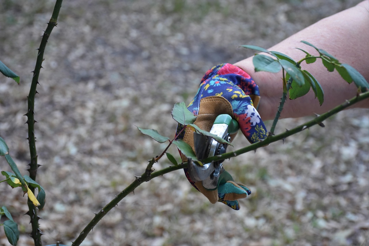 pruning, gardening, roses, cutting, female hand, trimming, bush, rose bush trimming, outdoors, work, pruning, pruning, pruning, pruning, pruning